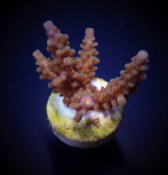 Acropora secale (frag) NZ