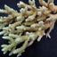 Acropora selago