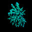 Acropora speciosa
