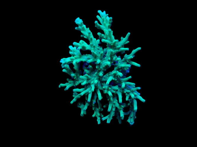 Acropora speciosa