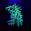 Acropora speciosa