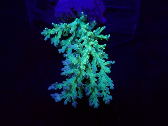 Acropora speciosa