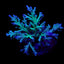Acropora speciosa