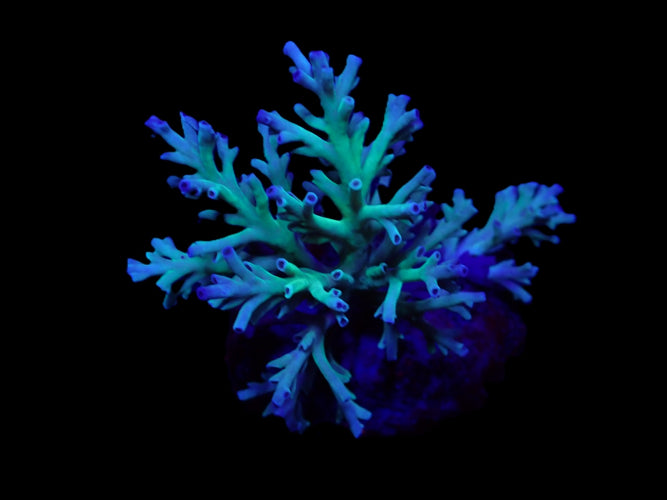 Acropora speciosa