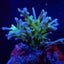 Acropora speciosa