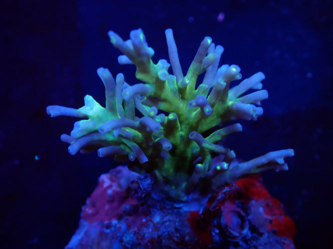 Acropora speciosa