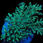 Acropora speciosa