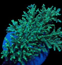 Acropora speciosa