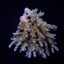 Acropora spp. (Coral Sea)