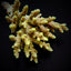 Acropora spp. (Coral Sea)