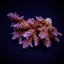 Acropora spp. (Coral Sea)