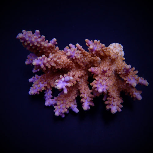 Acropora spp. (Coral Sea)