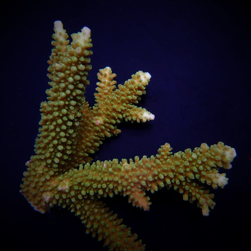 Acropora spp. (Coral Sea)