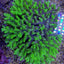 Acropora spp. (Coral Sea)