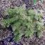 Acropora spp. (Coral Sea)
