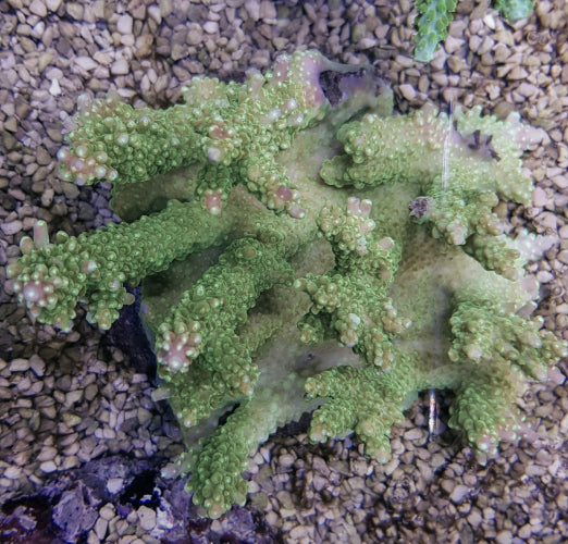 Acropora spp. (Coral Sea)