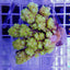 Acropora spp. (Coral Sea)