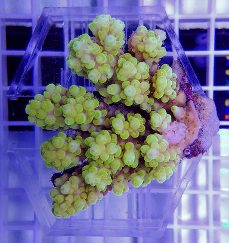 Acropora spp. (Coral Sea)