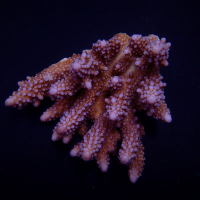 Acropora spp. (Coral Sea) (Ultra) (Special Selected)
