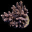 Acropora spp. (Cream-Common)
