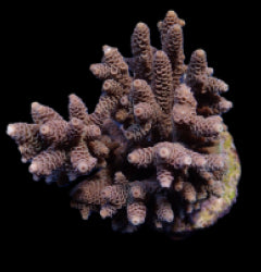 Acropora spp. (Cream-Common)