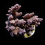 Acropora spp. (Cream-Common)