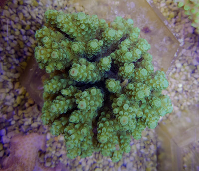 Acropora spp. (Green)