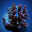 Acropora spp. (Maricultured) (Premium)