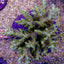 Acropora spp. (Maricultured) (Premium)