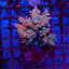Acropora spp. (Maricultured) (Ultra)