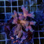 Acropora spp. (Maricultured) (Ultra)