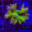 Acropora spp. (Maricultured) (Ultra)