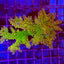 Acropora spp. (Maricultured) (Ultra)