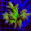 Acropora spp. (Maricultured) (Ultra)