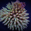 Acropora subulata
