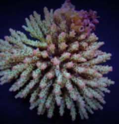 Acropora subulata