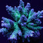 Acropora tenuis (Grade A)
