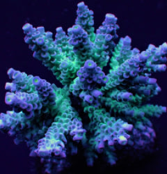 Acropora tenuis (Grade A)