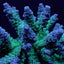Acropora tenuis (Grade A)