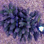Acropora tenuis (Grade A)