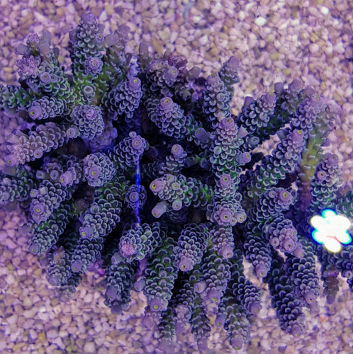 Acropora tenuis (Grade A)