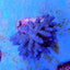Acropora tenuis (Grade A)
