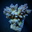 Acropora tenuis (Blueish)