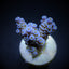 Acropora tenuis (Blueish)