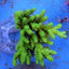 Acropora tenuis (Greenish)