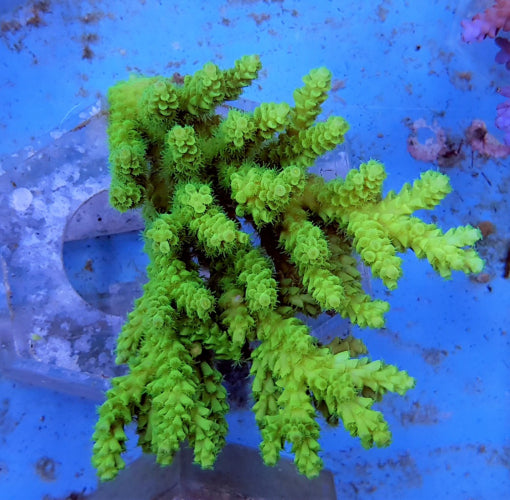 Acropora tenuis (Greenish)