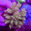 Acropora tenuis (Greenish)