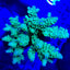 Acropora tenuis (Greenish)