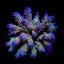 Acropora tenuis (Rainbow-Homewrecker)
