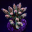 Acropora tenuis (Rainbow-Homewrecker)